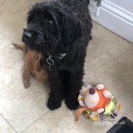 Cockapoo - Both