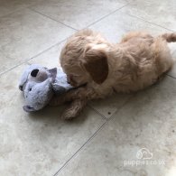 Cockapoo - Both