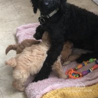 Cockapoo - Both