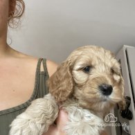 Cockapoo - Both