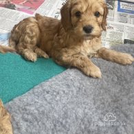 Cockapoo - Both