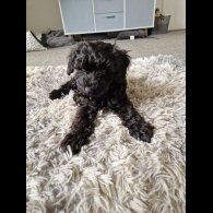 Cockapoo