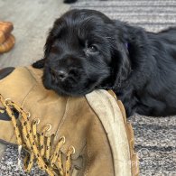 Cocker Spaniel (Working & Show) - Both