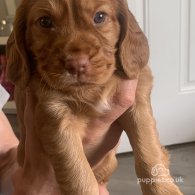 Cocker Spaniel (Working & Show) - Both