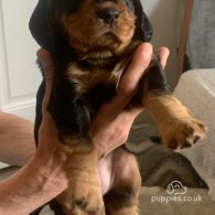 Cocker Spaniel (Working & Show) - Both