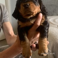 Cocker Spaniel (Working & Show) - Both