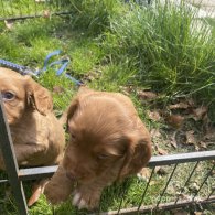 Cocker Spaniel (Working & Show) - Both