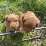 Cocker Spaniel (Working & Show) - Both