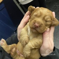 Cocker Spaniel (Working & Show) - Both