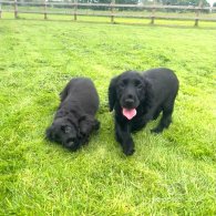 Cocker Spaniel (Working & Show) - Both