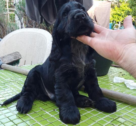 Cocker Spaniel (Working &amp; Show)