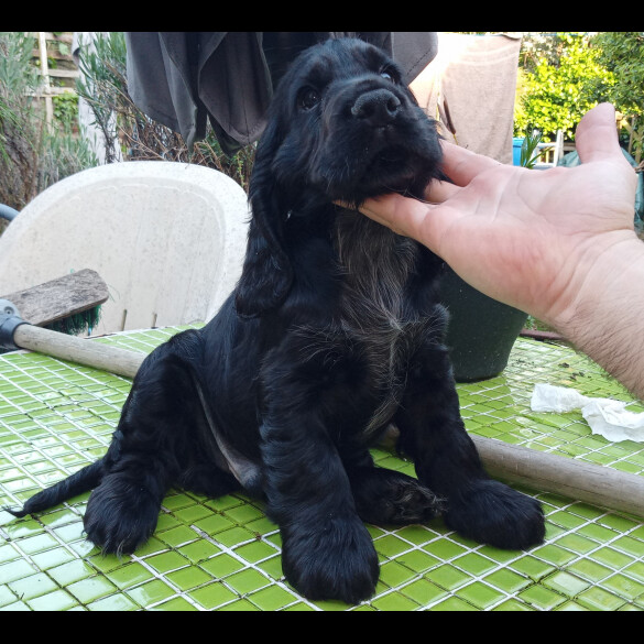 Cocker Spaniel (Working &amp; Show) - Both