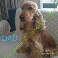 Cocker Spaniel (Working & Show) - Both