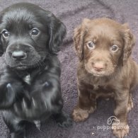 Cocker Spaniel (Working & Show) - Dogs