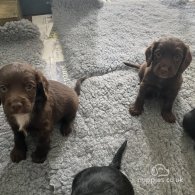 Cocker Spaniel (Working & Show) - Dogs