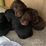 Cocker Spaniel (Working & Show) - Dogs