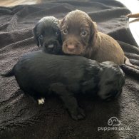 Cocker Spaniel (Working & Show) - Dogs