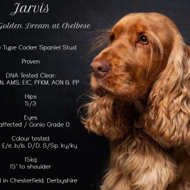 Cocker Spaniel (Working &amp; Show)