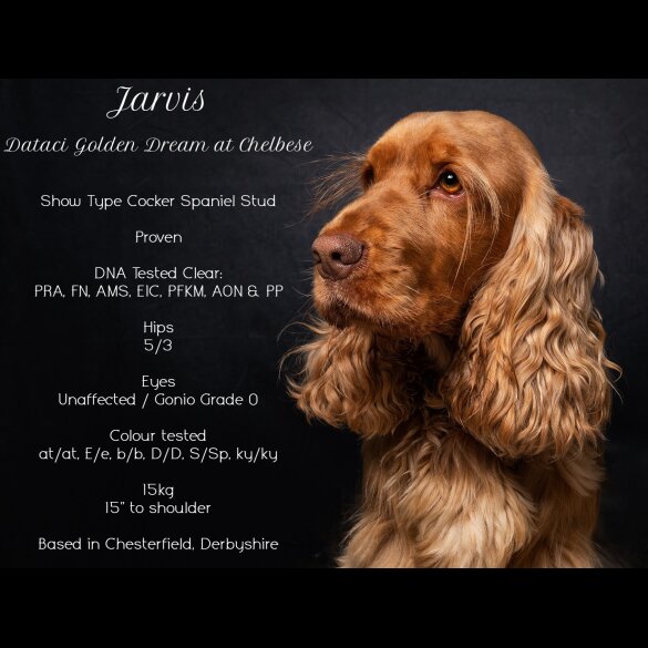 Cocker Spaniel (Working &amp; Show)