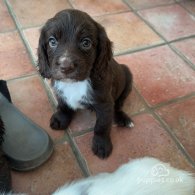 Cocker Spaniel (Working & Show) - Both