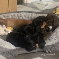 Cocker Spaniel (Working & Show) - Both