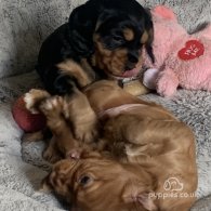 Cocker Spaniel (Working & Show) - Both