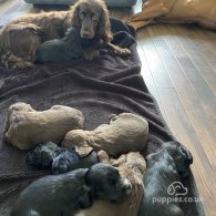 Cocker Spaniel (Working & Show) - Dogs