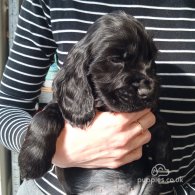 Cocker Spaniel (Working & Show) - Both