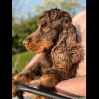 Cocker Spaniel (Working &amp; Show) - Both