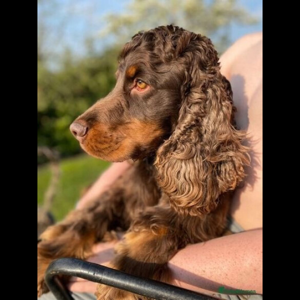 Cocker Spaniel (Working &amp; Show) - Both