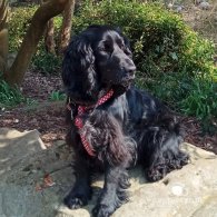 Cocker Spaniel (Working & Show) - Both