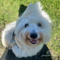 Coton De Tulear - Both