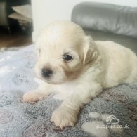 Coton De Tulear - Both