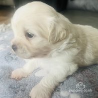 Coton De Tulear - Both