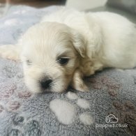 Coton De Tulear - Both