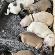 Coton De Tulear - Both