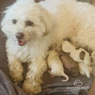 Coton De Tulear - Both