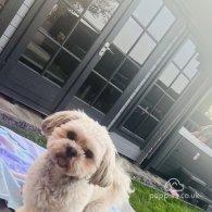 Coton De Tulear - Both