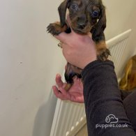 Dachshund (Standard & Miniature) - Both