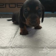 Dachshund (Standard & Miniature) - Dogs