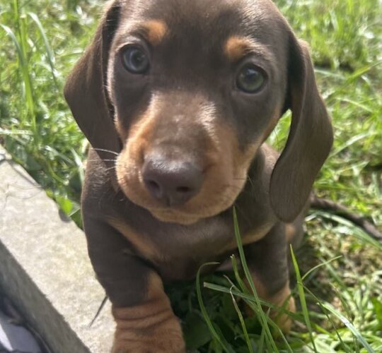 Dachshund (Standard &amp; Miniature)