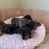 Dachshund (Standard & Miniature) - Bitches