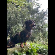 Dachshund (Standard &amp; Miniature)