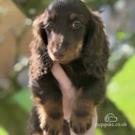 Dachshund (Standard & Miniature) - Both