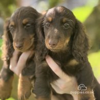 Dachshund (Standard & Miniature) - Both