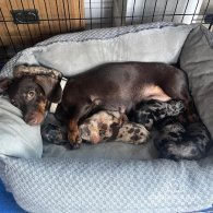 Dachshund (Standard & Miniature) - Bitches