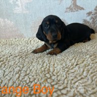 Dachshund (Standard & Miniature) - Dogs