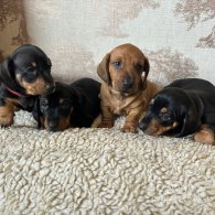 Dachshund (Standard & Miniature) - Dogs