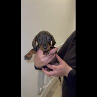 Dachshund (Standard &amp; Miniature) - Both