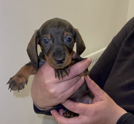 Dachshund (Standard &amp; Miniature)